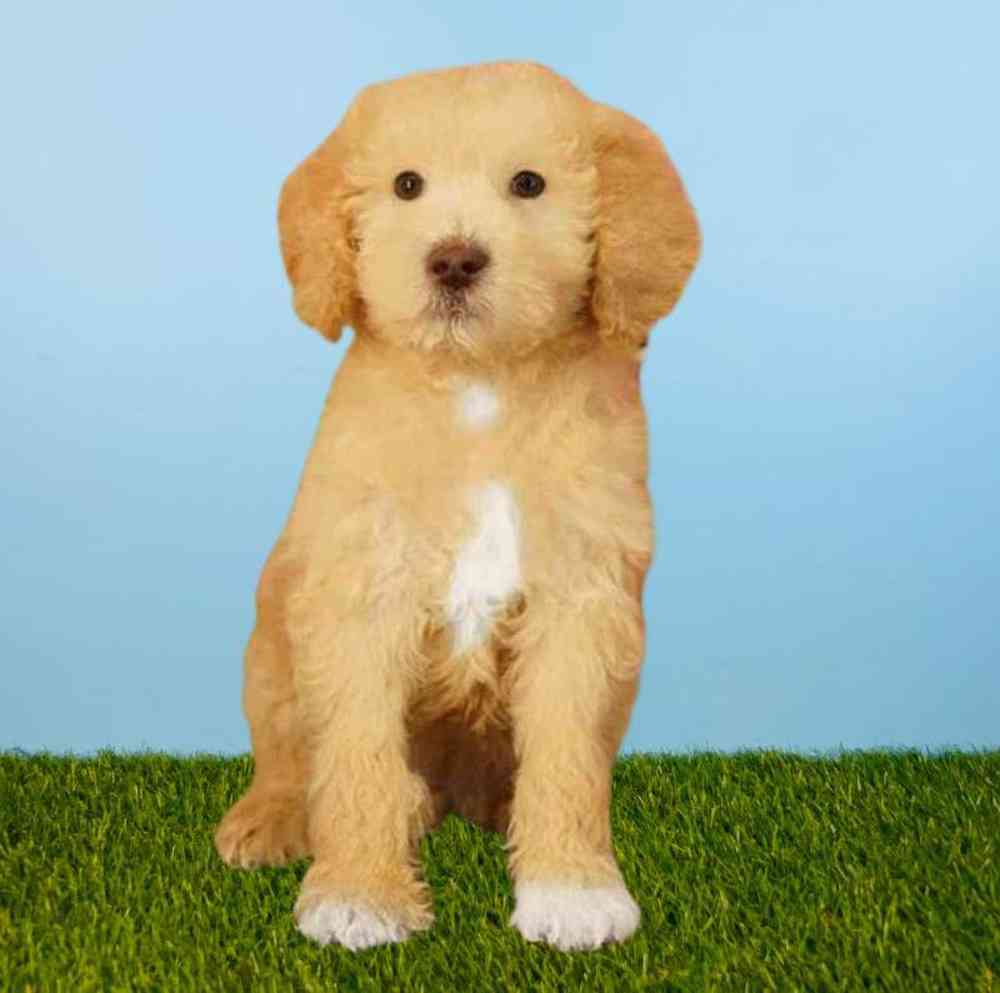 Male 2nd Gen Standard Goldendoodle Puppy for Sale in Meridian, ID