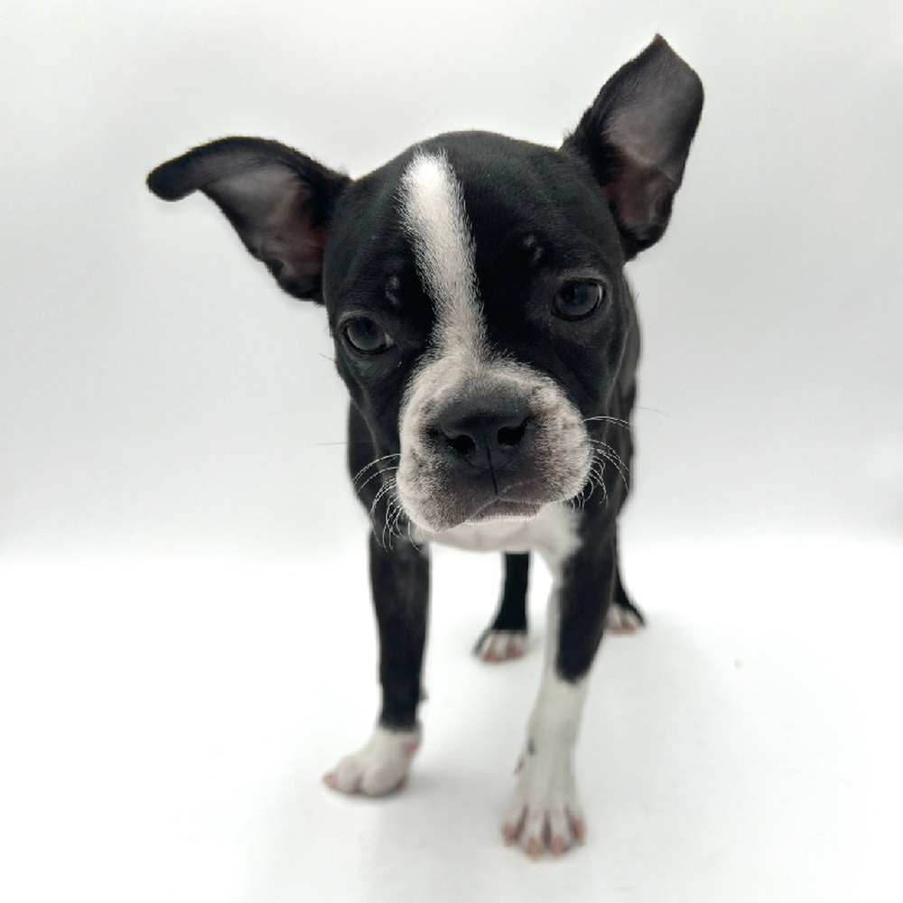 Female Boston Terrier Puppy for Sale in San Antonio, TX