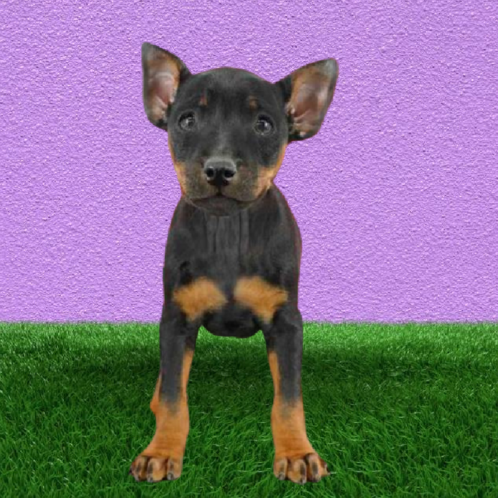 Male Min Pin Puppy for Sale in Puyallup, WA