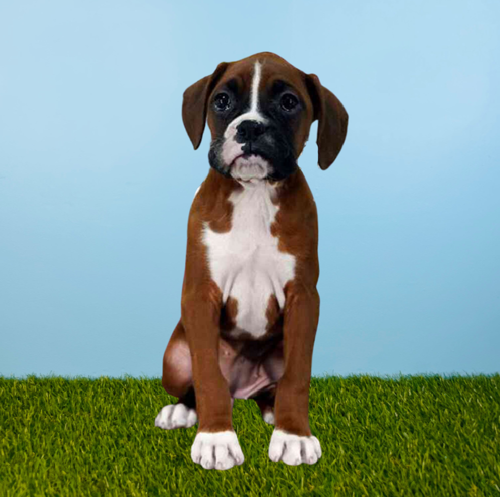 Female Boxer Puppy for Sale in Tolleson, AZ