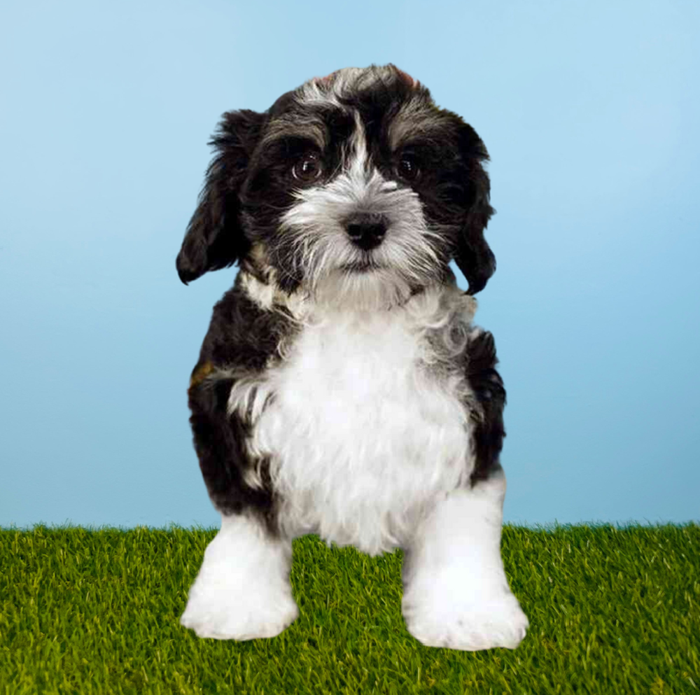 Male Havanese Puppy for Sale in Tolleson, AZ