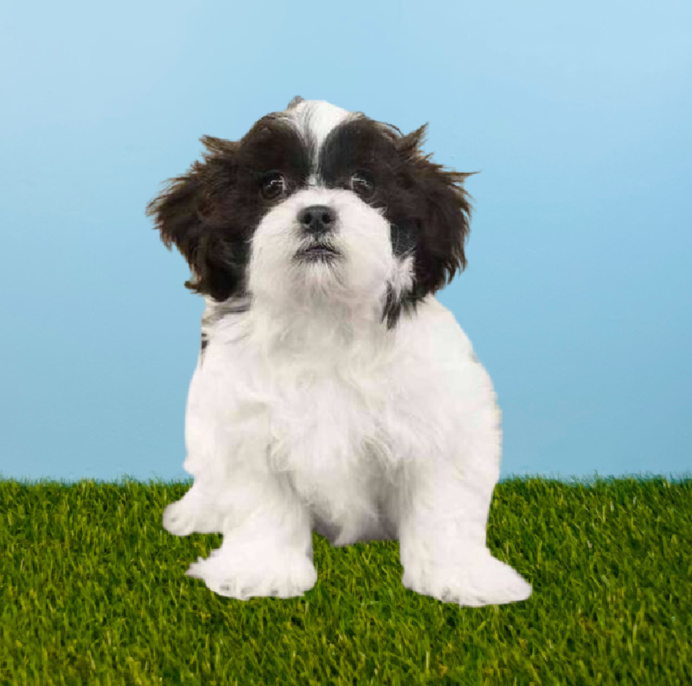 Male Shizapoo Puppy for Sale in Pasadena, TX