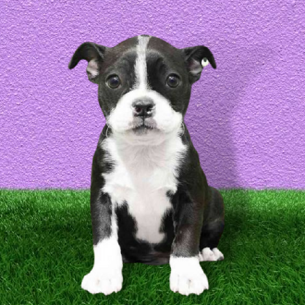 Female Boston Terrier Puppy for Sale in Marietta, GA
