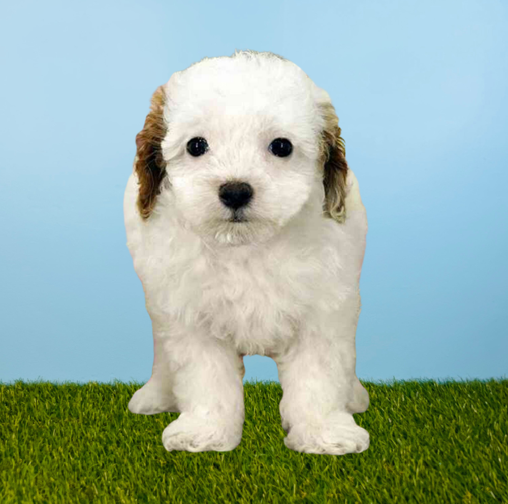 Female Poodle Puppy for Sale in Tolleson, AZ