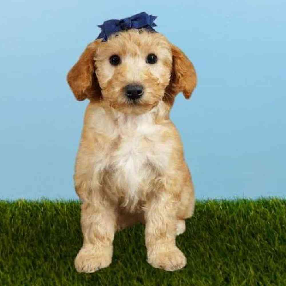 Female 2nd Gen Mini Labradoodle Puppy for sale