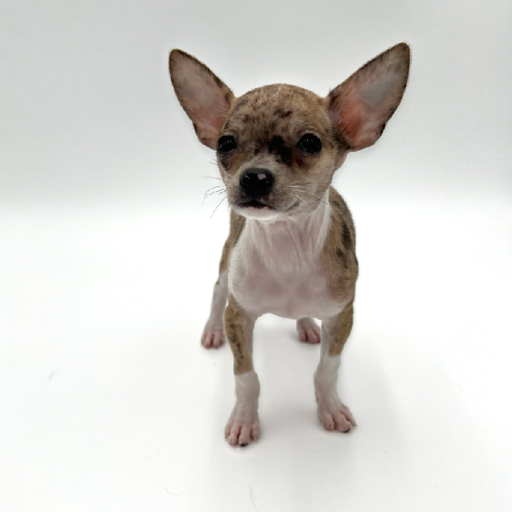 Female Chihuahua Puppy for Sale in San Antonio, TX