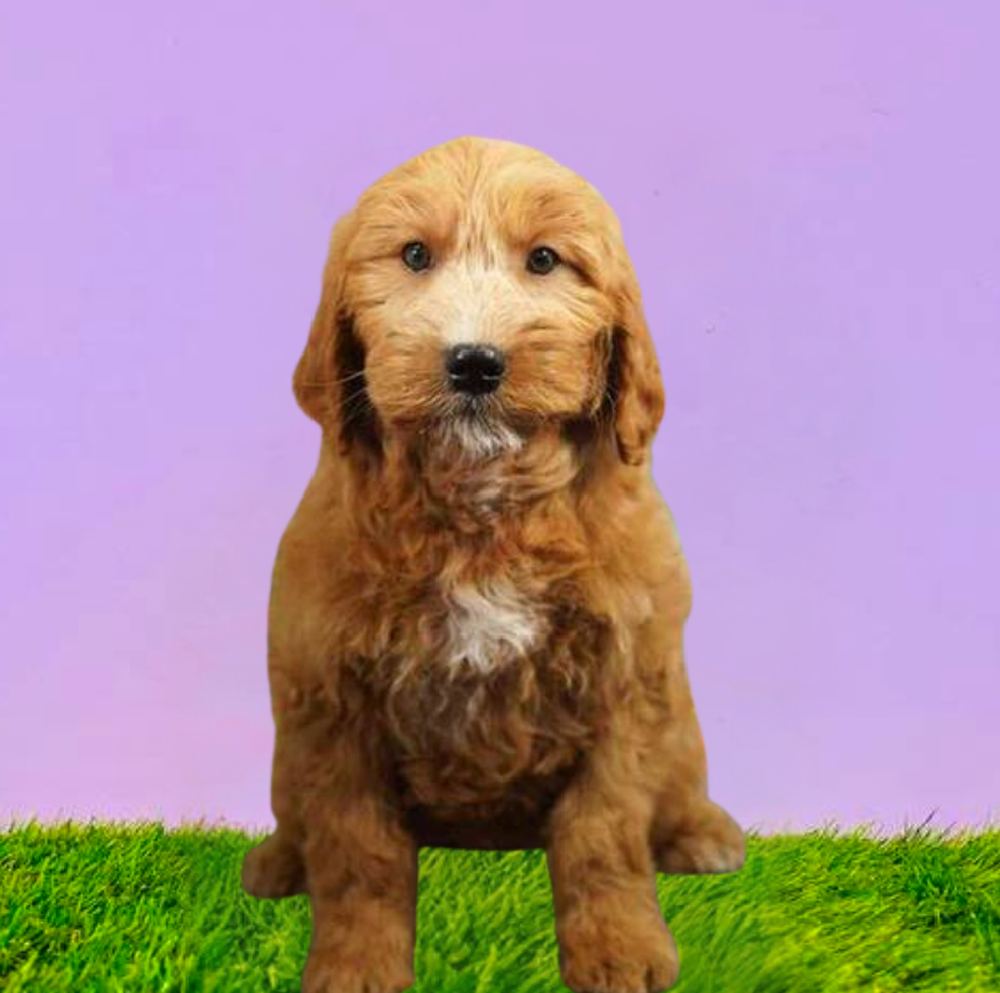 Female Mini Goldendoodle Puppy for Sale in Marietta, GA