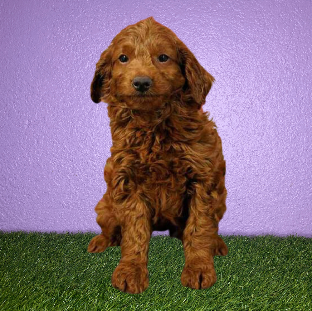 Female 2nd Gen Mini Goldendoodle Puppy for Sale in New Braunfels, TX