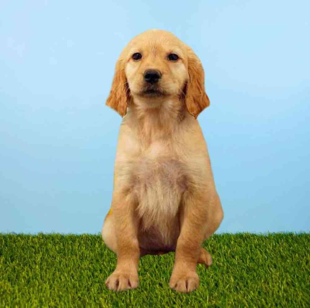 Female Golden Retriever Puppy for Sale in Meridian, ID