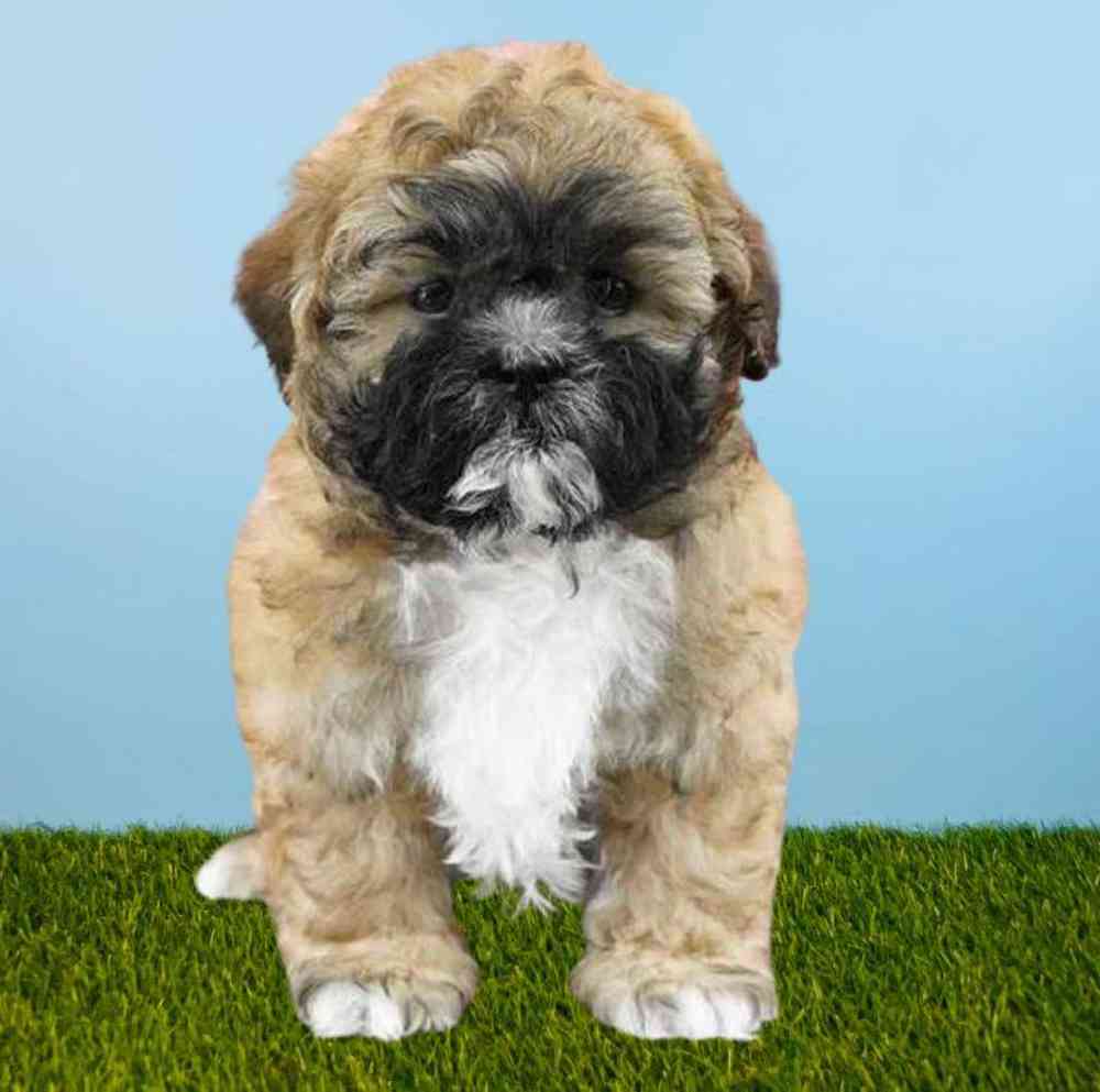 Female Shizapoo Puppy for Sale in Meridian, ID