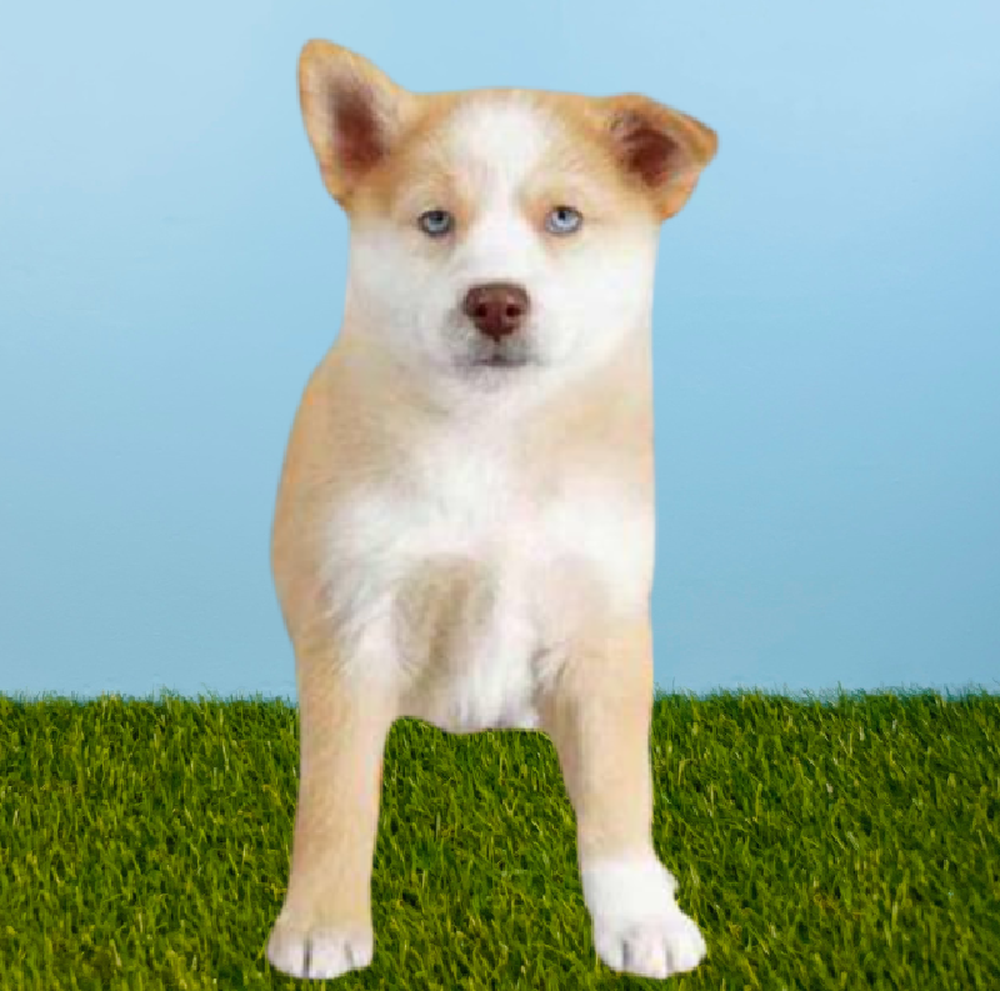 Male Pomsky Puppy for Sale in Pasadena, TX