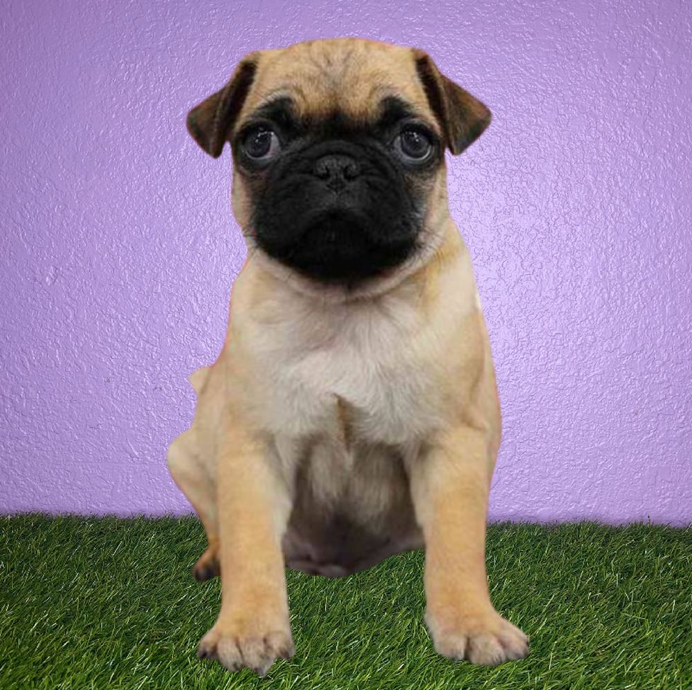 Male Pug Puppy for Sale in New Braunfels, TX