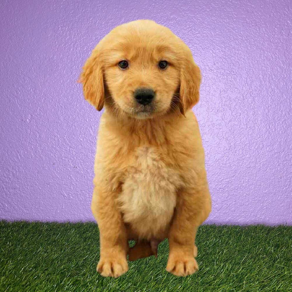 Male Golden Retriever Puppy for Sale in New Braunfels, TX