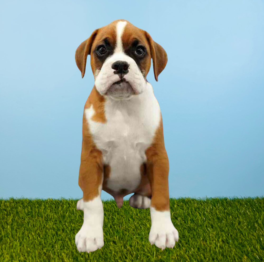 Male Boxer Puppy for Sale in Tolleson, AZ