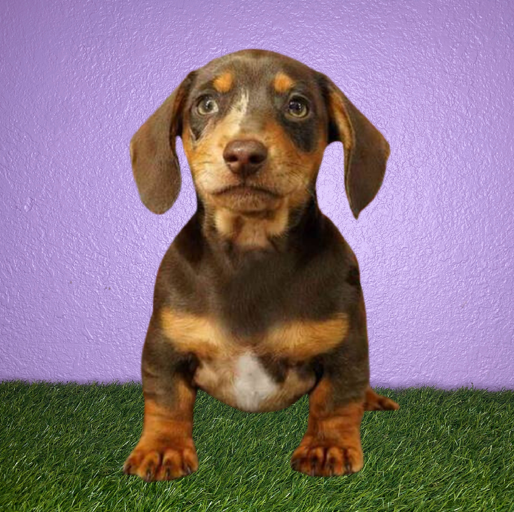Male Dachshund Puppy for Sale in New Braunfels, TX
