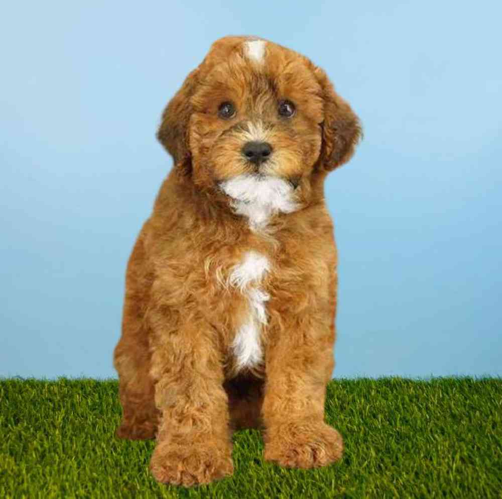 Male Mini Whoodle Puppy for Sale in Meridian, ID