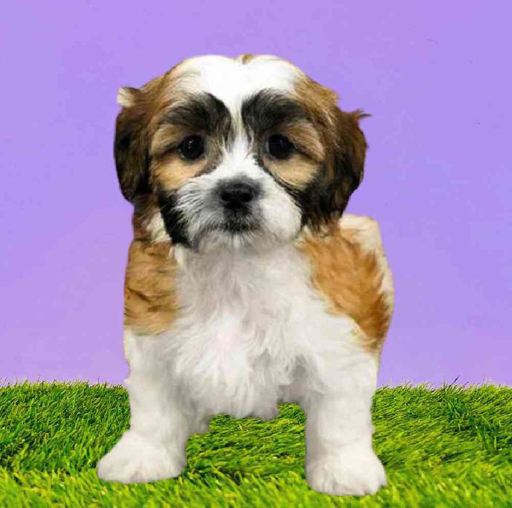 Female Shizapoo Puppy for Sale in Puyallup, WA