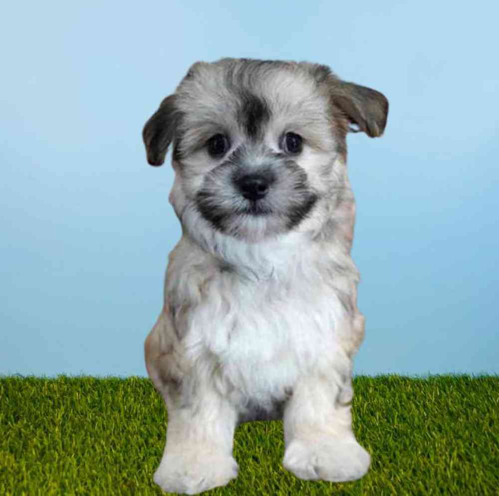 Female Havanese-Maltese Puppy for sale