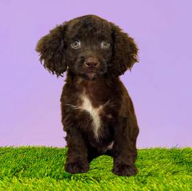 Cockapoo