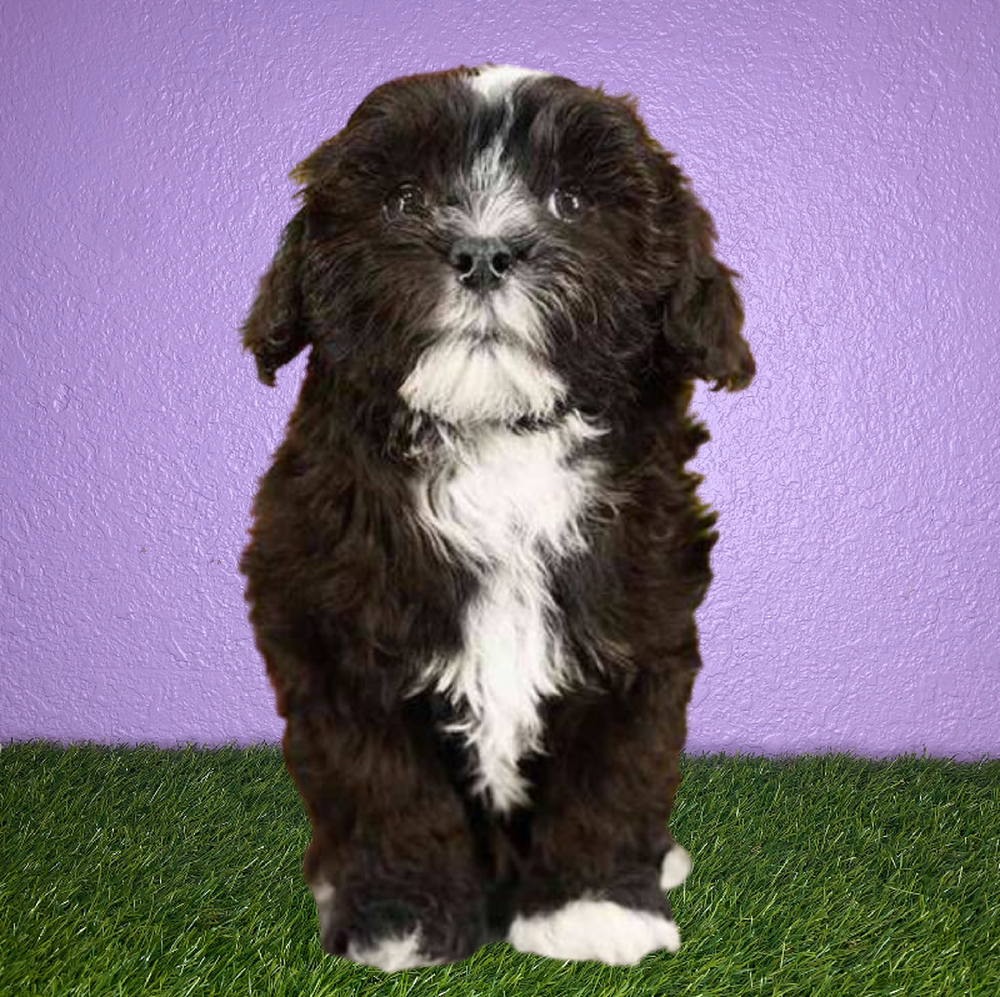Male Shizapoo Puppy for Sale in New Braunfels, TX