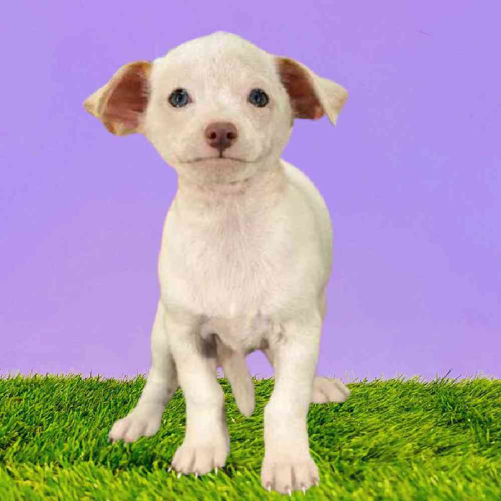 Male Chihuahua Puppy for Sale in Puyallup, WA