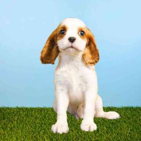 Cavalier King Charles Spaniel