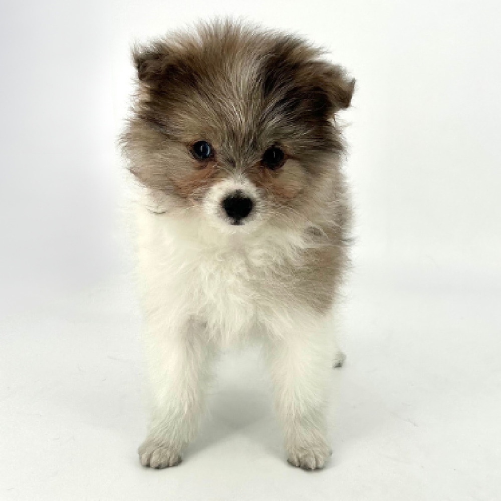 Male Pom-A-Poo Puppy for Sale in Tolleson, AZ