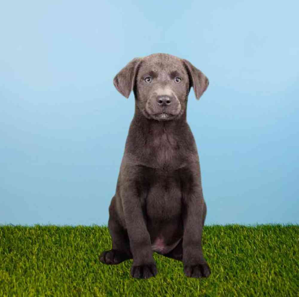 Male Labrador Retriever Puppy for Sale in Meridian, ID