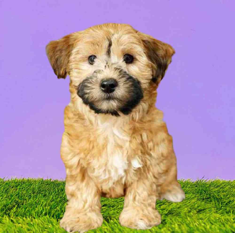 Male Yochon Puppy for Sale in Puyallup, WA