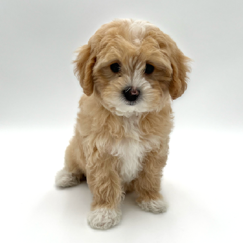 Female Maltipoo Puppies for Sale San Antonio