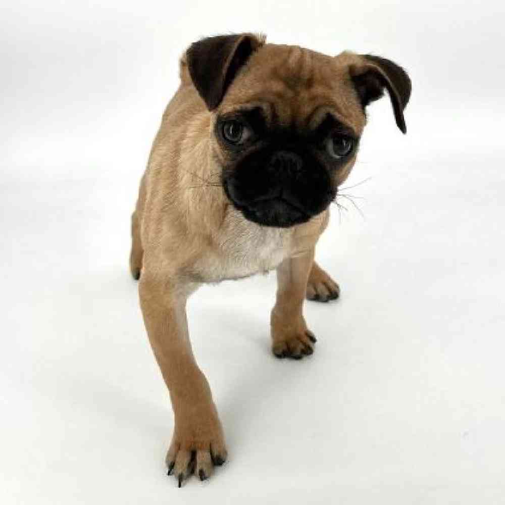 Male Pug Puppy for Sale in Tolleson, AZ
