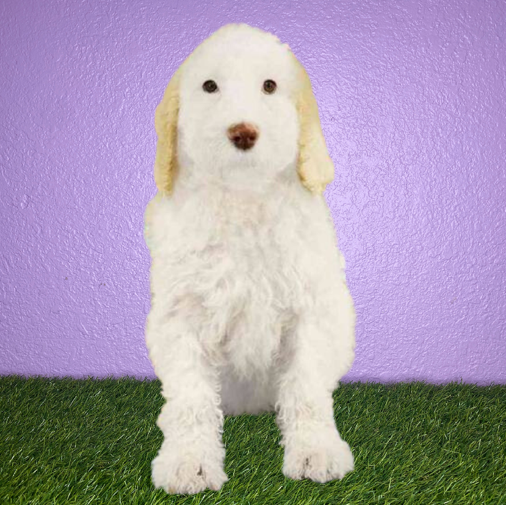 Male 2nd Gen Sheepadoodle Puppy for Sale in New Braunfels, TX