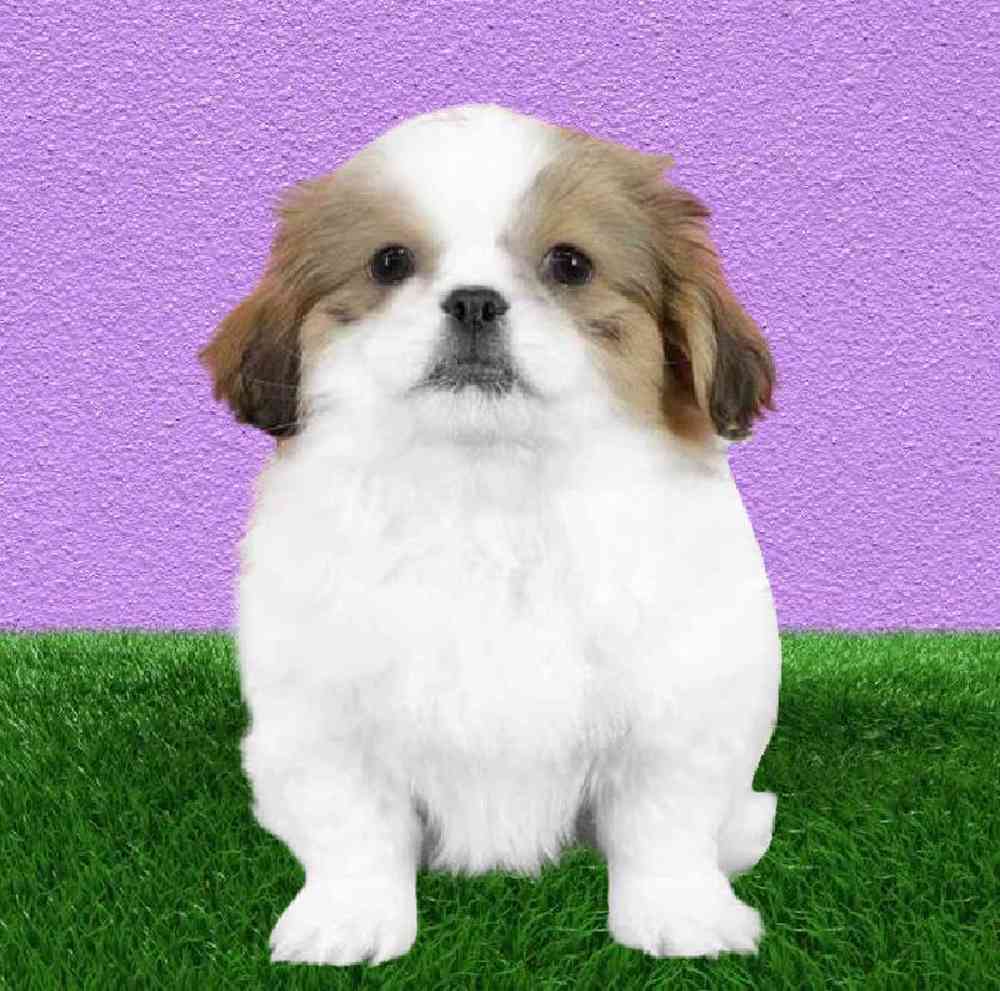 Female Pekingese Puppy for Sale in Puyallup, WA