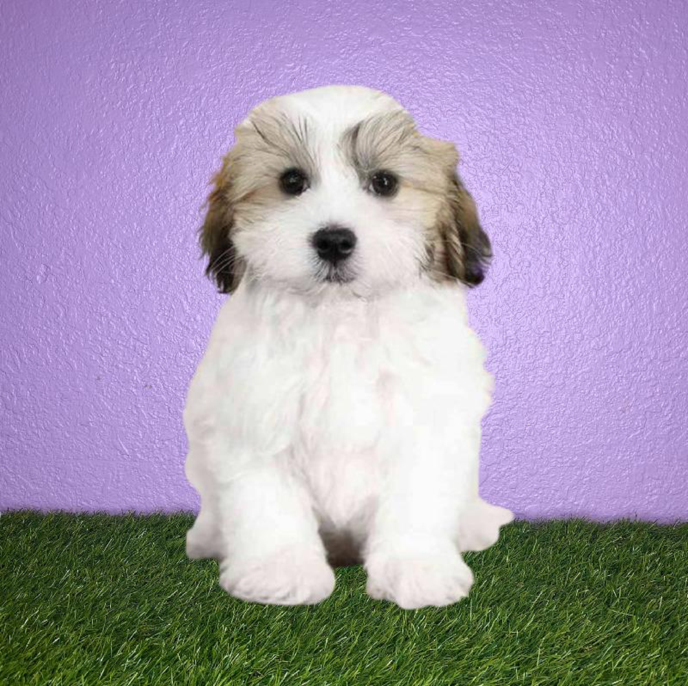 Male Havanese-Maltese Puppy for sale