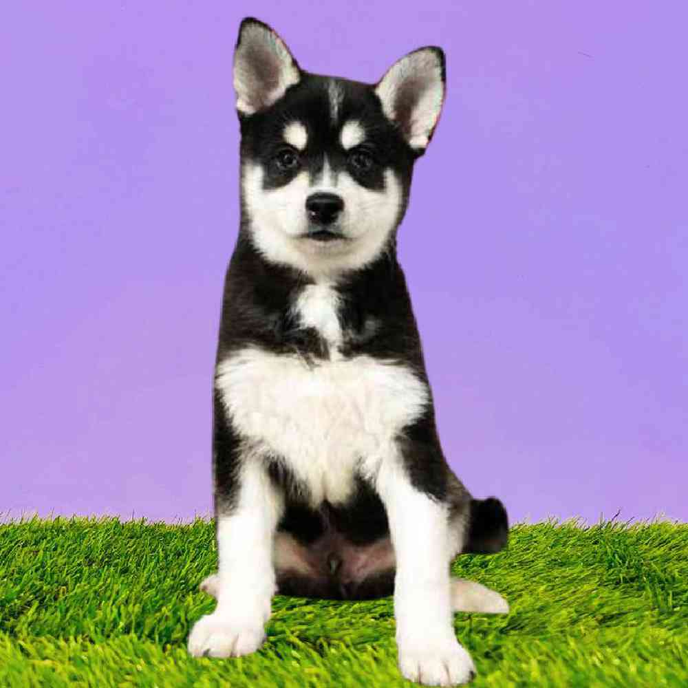 Male Alaskan Klee Kai Puppy for Sale in Puyallup, WA