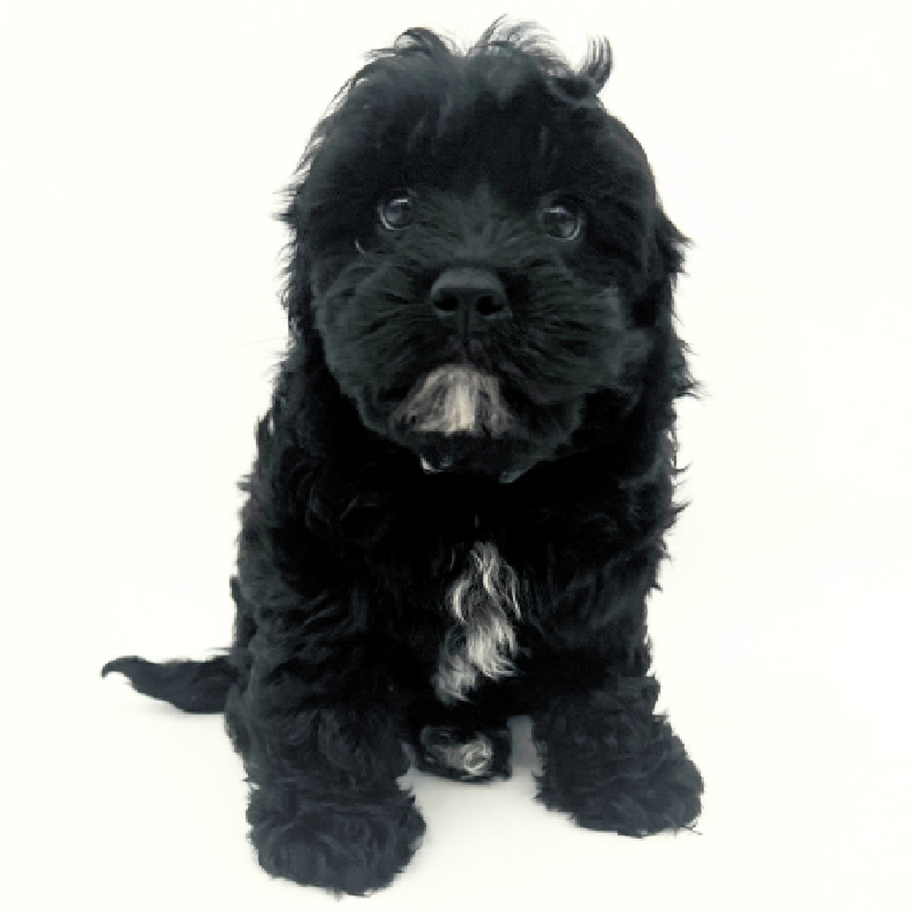 Male Cavapoo Puppy for Sale in Marietta, GA