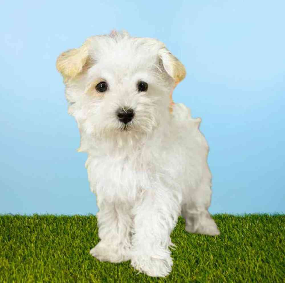 Female Westipoo Puppy for Sale in Meridian, ID