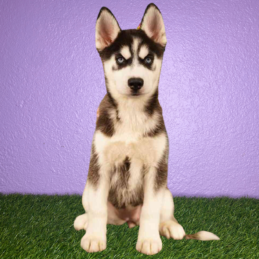 Female Siberian Husky Puppy for Sale in New Braunfels, TX