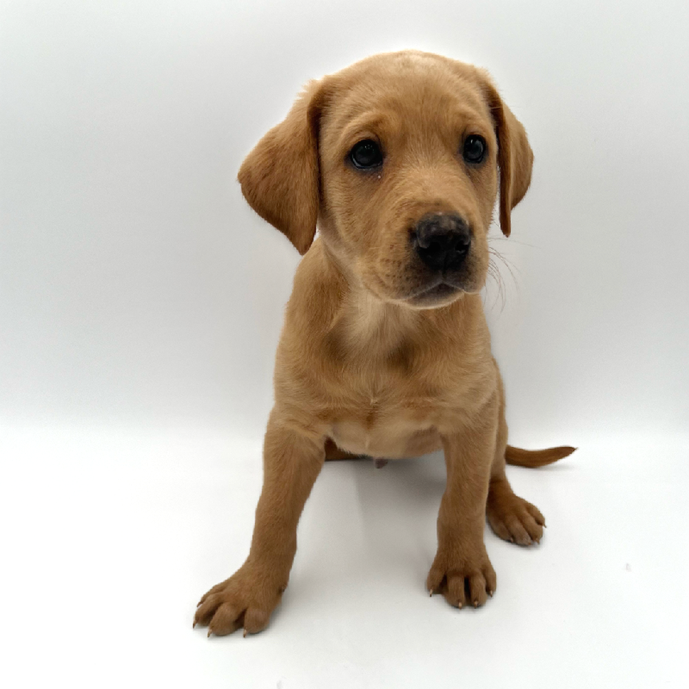 Male Labrador Retriever Puppy for Sale in San Antonio, TX