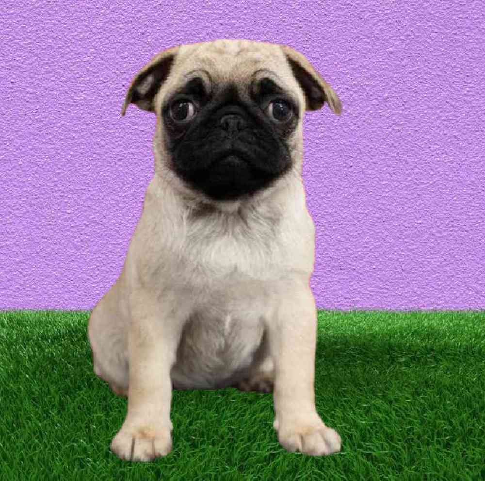 Female Pug Puppy for Sale in Puyallup, WA