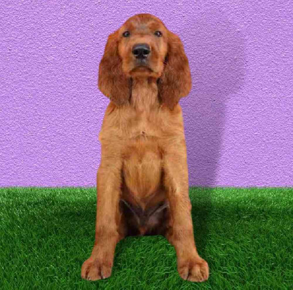 Male Irish Setter Puppy for sale