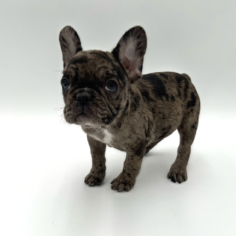 Female French Bulldog Puppy for Sale in San Antonio, TX