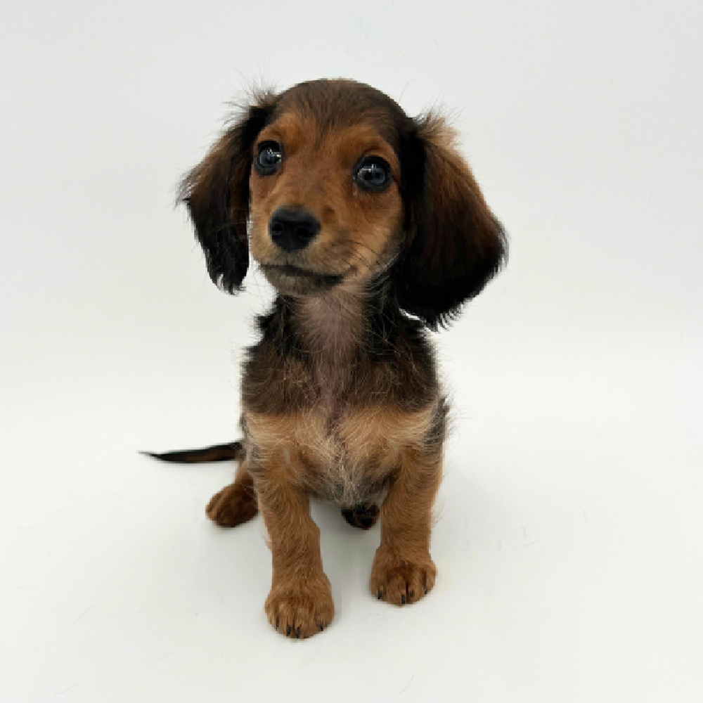 Female Dachshund Puppy for Sale in Marietta, GA