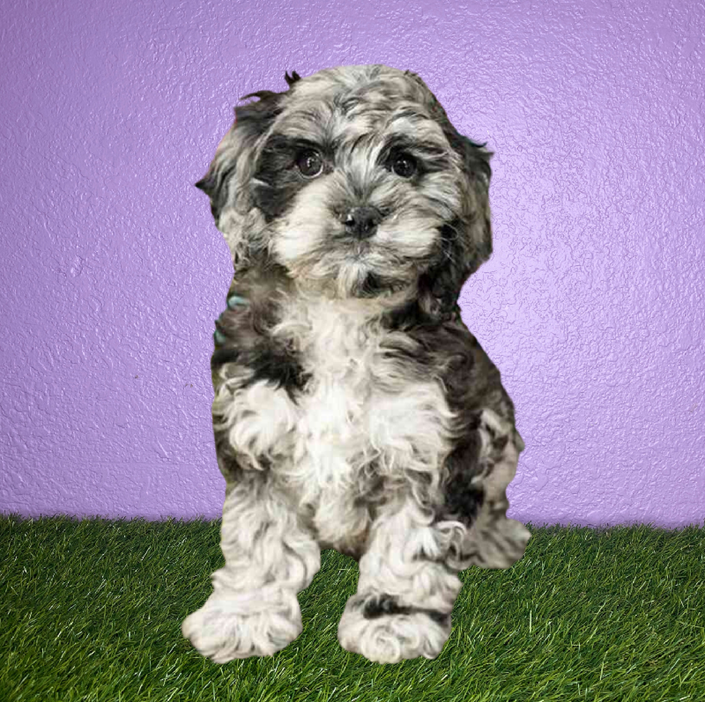 Female Cockapoo Puppy for Sale in New Braunfels, TX