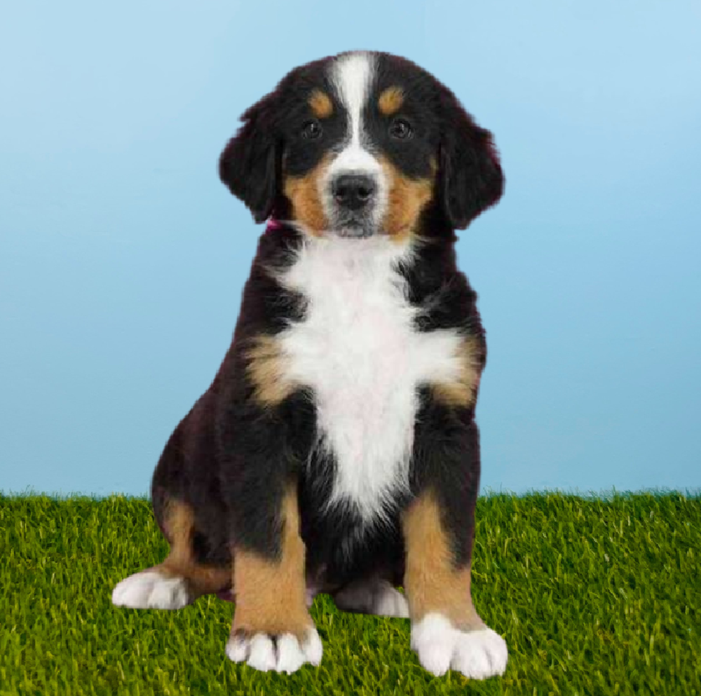 Male Bernese Mountain Dog Puppy for Sale in Pasadena, TX