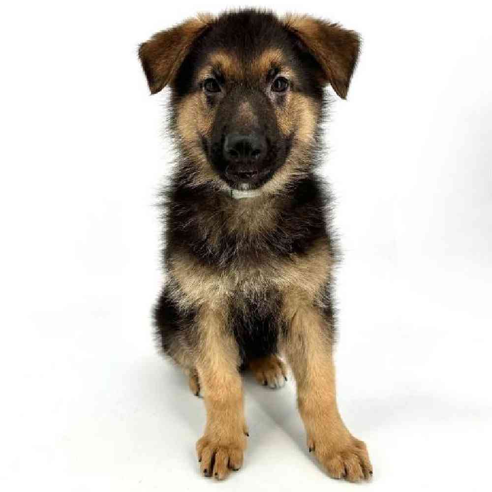 Male German Shepherd Puppy for Sale in Tolleson, AZ