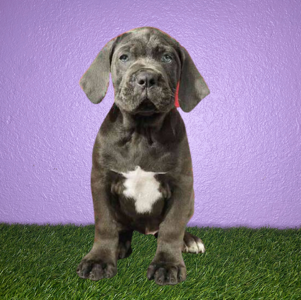 Male Cane Corso Puppy for Sale in New Braunfels, TX
