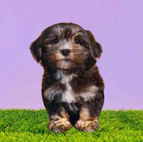 Havanese