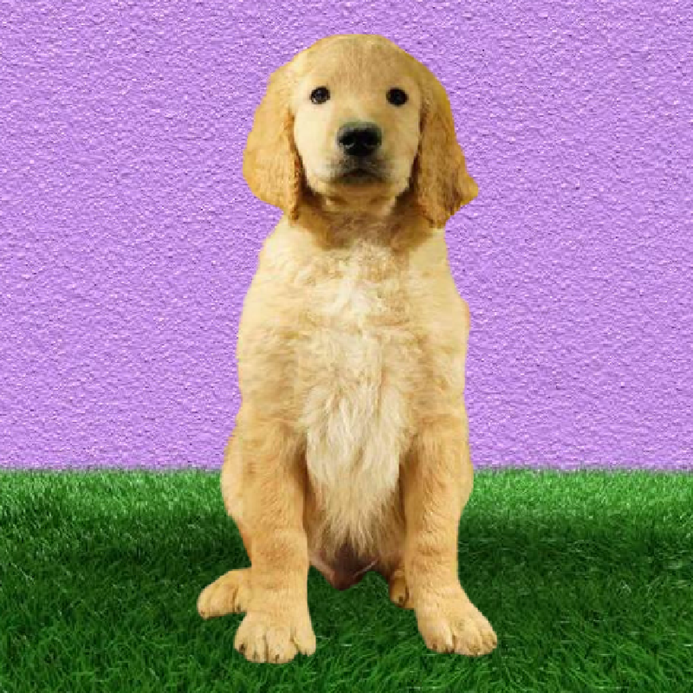 Male 2nd Gen Standard Goldendoodle Puppy for Sale in Marietta, GA