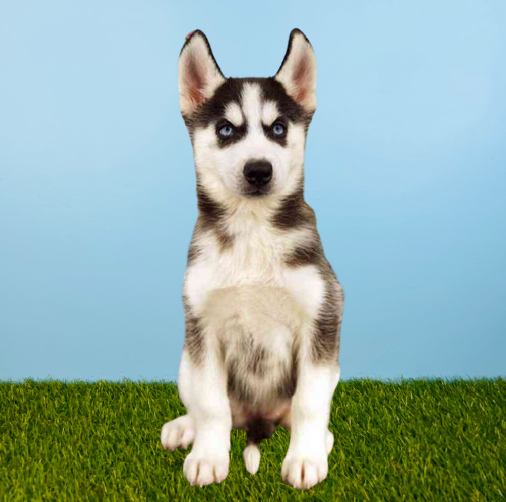 Female Siberian Husky Puppy for Sale in Tolleson, AZ